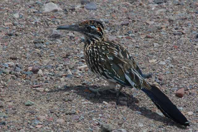 roadrunner
